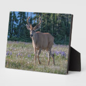 Blacktail Deer Buck | Olympischer Nationalpark Fotoplatte (Seite)