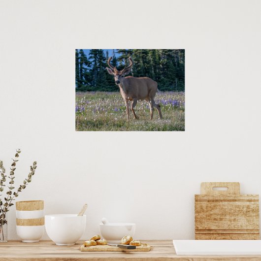 Blacktail Deer Buck | Olympischer Nationalpark Poster (Küche)