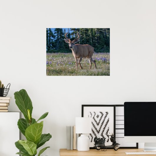 Blacktail Deer Buck | Olympischer Nationalpark Poster (Heimbüro)