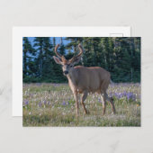 Blacktail Deer Buck | Olympischer Nationalpark Postkarte (Vorne/Hinten)