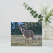 Blacktail Deer Buck | Olympischer Nationalpark Postkarte (Stehend Vorderseite)