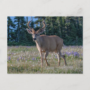 Blacktail Deer Buck   Olympischer Nationalpark Postkarte