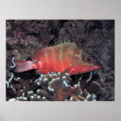 Blacktip-Gruppe Poster (Vorne)