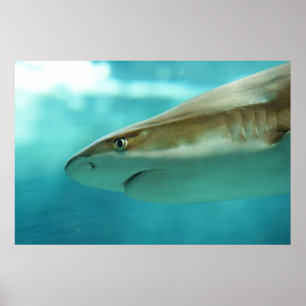 Blacktip Riff-HaifischCarcharhinus Melanopterus Poster