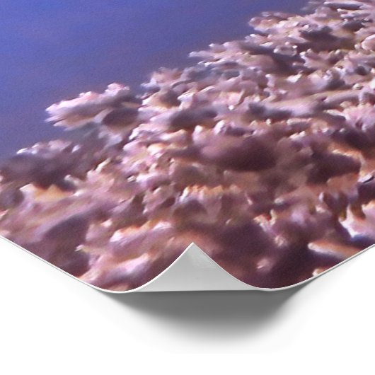 Blacktip Riffhai am Riff Poster (Ecke)