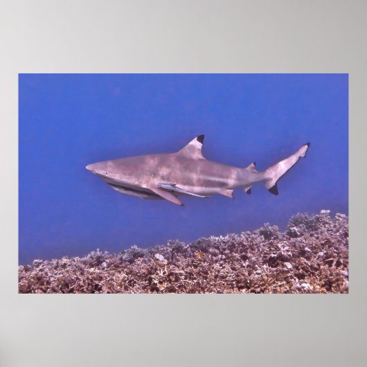 Blacktip Riffhai am Riff Poster (Vorne)