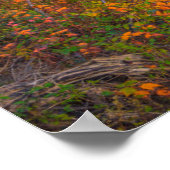 Blackwater Falls Staat Park | West Virginia Poster (Ecke)