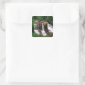 Blackwater Falls, West Virginia, landschaftlich, Quadratischer Aufkleber (Tasche)