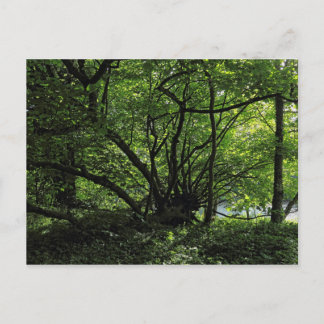 Blackweir Woods, Bute Park, Cardiff Wales Postcard Postkarte