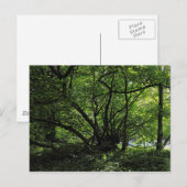 Blackweir Woods, Bute Park, Cardiff Wales Postcard Postkarte (Vorne/Hinten)