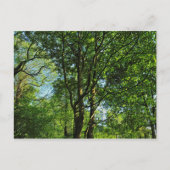 Blackweir Woods, Bute Park, Cardiff Wales Postcard Postkarte (Vorderseite)