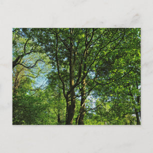 Blackweir Woods, Bute Park, Cardiff Wales Postcard Postkarte