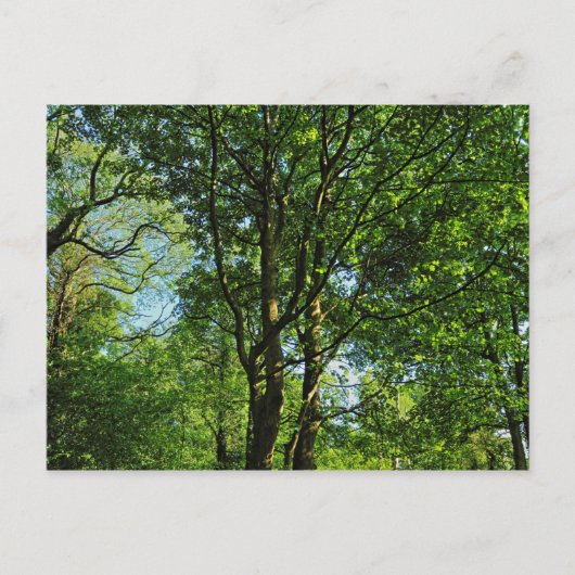 Blackweir Woods, Bute Park, Cardiff Wales Postcard Postkarte (Vorderseite)