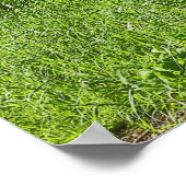 Blackweir Woods, Bute Park, Cardiff Wales Poster (Ecke)