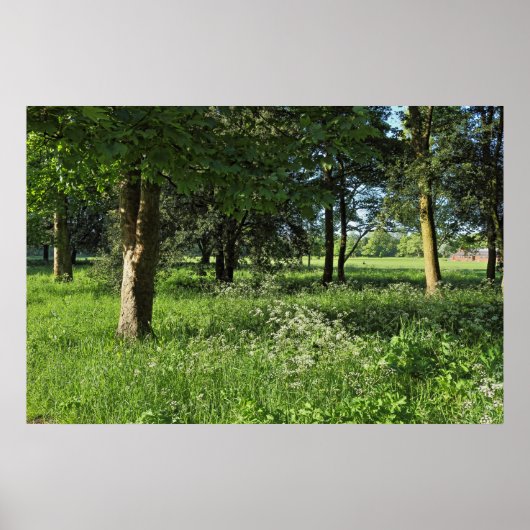 Blackweir Woods, Bute Park, Cardiff Wales Poster (Vorne)