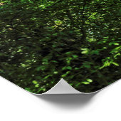 Blackweir Woods, Bute Park, Cardiff Wales Poster (Ecke)