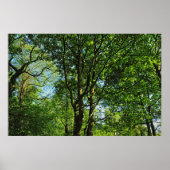 Blackweir Woods, Bute Park, Cardiff Wales Poster (Vorne)