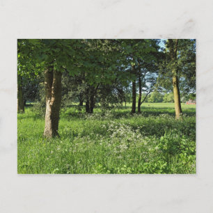 Blackweir Woods, Bute Park, Cardiff Wales Postkarte