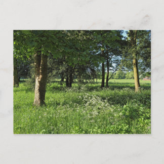 Blackweir Woods, Bute Park, Cardiff Wales Postkarte