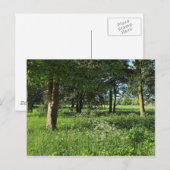 Blackweir Woods, Bute Park, Cardiff Wales Postkarte (Vorne/Hinten)