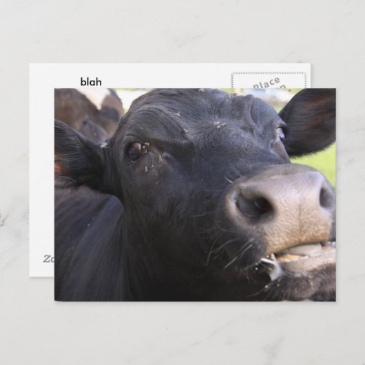 Blah Postkarte (Vorne/Hinten)