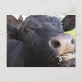 Blah Postkarte