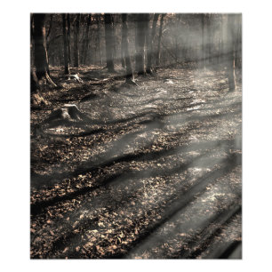 Blair Witch....da drüben! Fotodruck