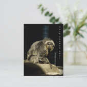 Blale Headed Saki Postkarte (Stehend Vorderseite)