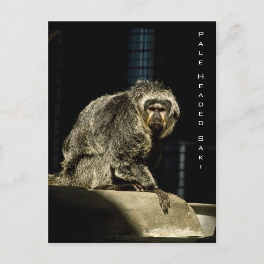 Blale Headed Saki Postkarte (Vorderseite)