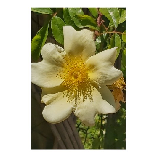 Blanca flor poster (Vorderseite)