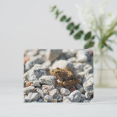 Blanchards Krickefrog Postkarte (Stehend Vorderseite)