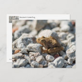 Blanchards Krickefrog Postkarte (Vorne/Hinten)