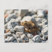 Blanchards Krickefrog Postkarte (Vorderseite)