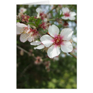Blank Blume Blossom Card