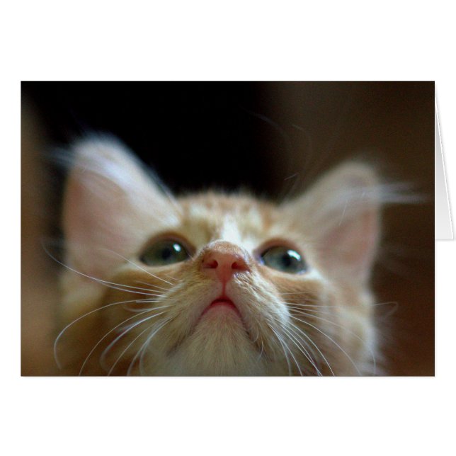 Blank Card mit Adorable Orange Tabby Kitten (Vorderseite (Horizontal))