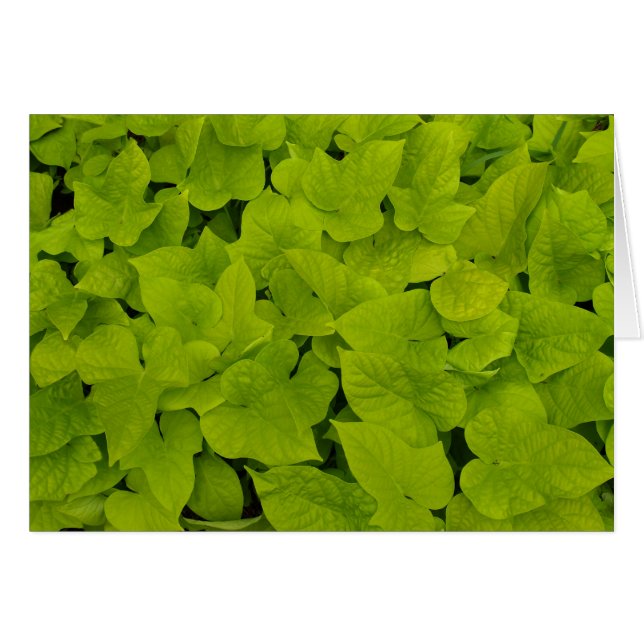 Blank Card mit süßen Kartoffelweinen (Vorderseite (Horizontal))