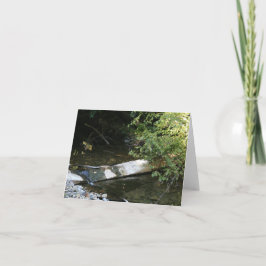 Blank Card, Muir Woods Dankeskarte
