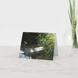 Blank Card, Muir Woods Dankeskarte