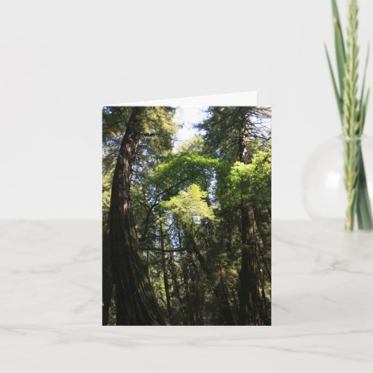 Blank Card, Muir Woods Dankeskarte (Vorderseite)