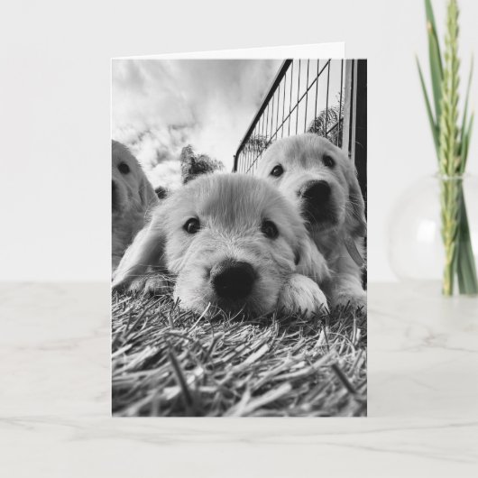 Blank card with puppies karte (Vorderseite)