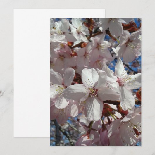 Blank Cherry Blossom Sakura Baumkarte (Vorne/Hinten)