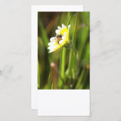 Blank Foto Card, Hummel Biene (Vorne/Hinten)