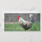 Blank Foto Card, Rooster (Vorderseite)