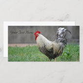 Blank Foto Card, Rooster (Vorne/Hinten)