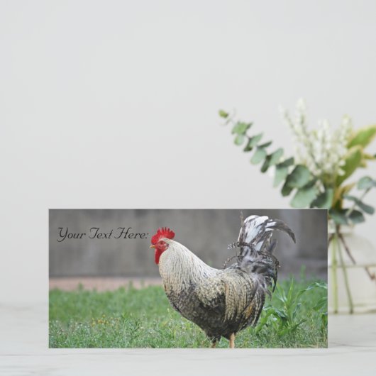 Blank Foto Card, Rooster (Stehend Vorderseite)