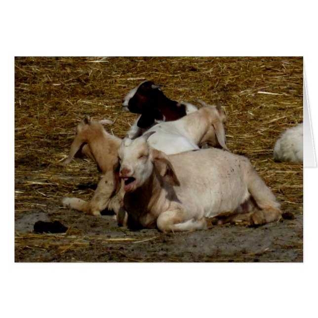 Blank_Goat-Party (Vorderseite (Horizontal))