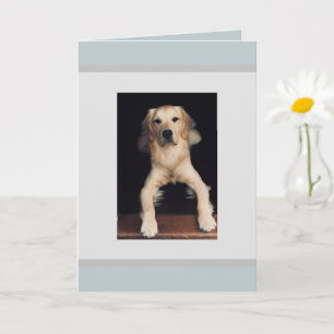 Blank Golden Retriever Grußkarte. Karte