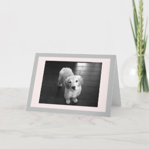 Blank Golden Retriever Welpe Grußkarte Feiertagskarte