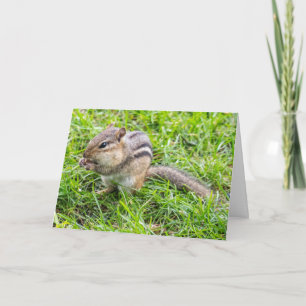 Blank Greeting card Chipmunk Karte