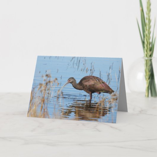 Blank Greeting Card featuring Ibis Karte (Vorderseite)